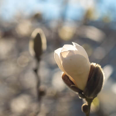 Bild på en vit magnoliaknopp som är på väg att slå ut.